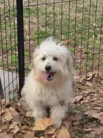 Bingie, a male Aussiedoodle for sale in Edgemoor, SC – Photo 1 of 4