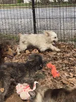 Bingie, a male Aussiedoodle for sale in Edgemoor, SC – Photo 4 of 4