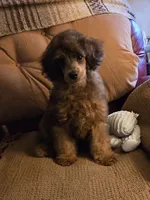 Jimmy, a male Poodle - Miniature  for sale in Edgemoor, SC – 3 of 3
