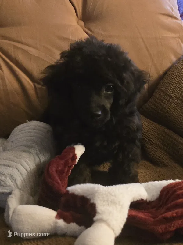 Cindy – Poodle - Toy  puppy for sale in Edgemoor, SC
