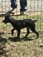 Joey, a male Poodle - Miniature  for sale in Edgemoor, SC – 3 of 3