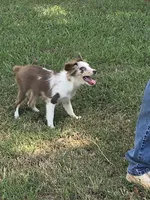 JellyBean, a female Toy Australian Shepherd for sale in Edgemoor, SC – 3 of 3