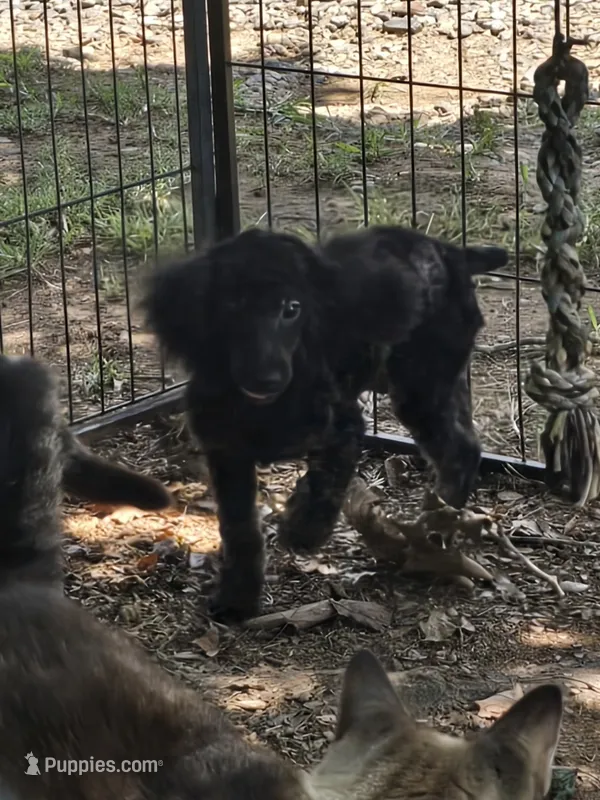 Billy – Poodle - Toy  puppy for sale in Edgemoor, SC