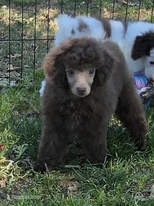 KC – Poodle - Miniature  puppy for sale in Edgemoor, SC
