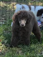 KC, a female Poodle - Miniature  for sale in Edgemoor, SC – Photo 1 of 2