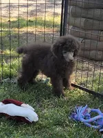 KC, a female Poodle - Miniature  for sale in Edgemoor, SC – Photo 2 of 2