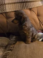 Jimmy, a male Poodle - Miniature  for sale in Edgemoor, SC – 2 of 3