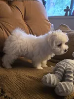 Buster, a male Maltese for sale in Edgemoor, SC – 2 of 2