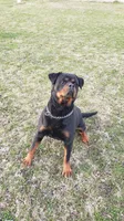 Rolex pedigree, a female Rottweiler for sale in Indianola, IA – Photo 7 of 7
