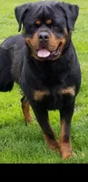 Rolex pedigree, a female Rottweiler for sale in Indianola, IA – Photo 4 of 7