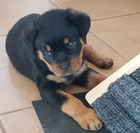 Rolex pedigree, a female Rottweiler for sale in Indianola, IA – Photo 2 of 7