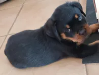 Rolex pedigree, a female Rottweiler for sale in Indianola, IA – Photo 3 of 7