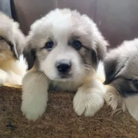 processed/8aec251f-c575-41e7-b689-87fd002f52c3/facility/a03c6c49-d060-4970-acc9-7d41fb60e69a