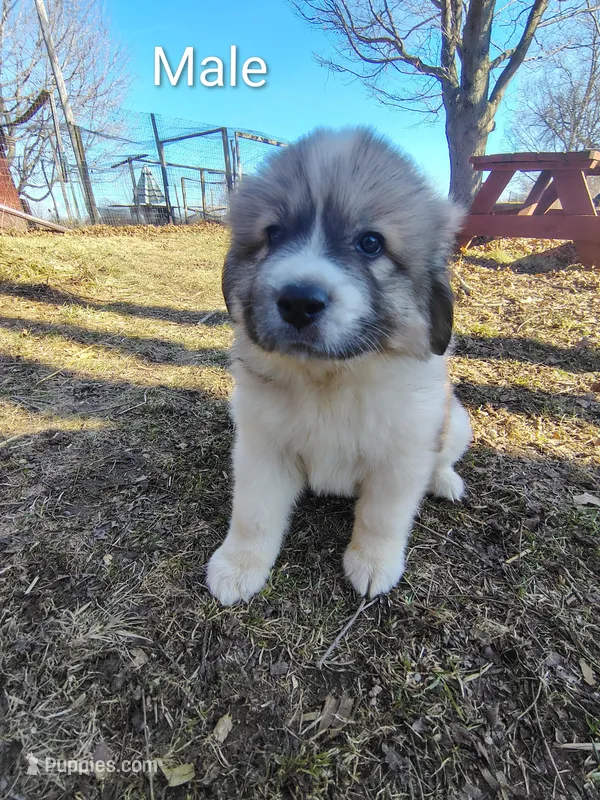 Finn , a male Great Pyrenees for sale in Richmond, IN – Photo 1 of 1