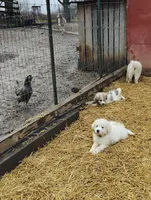 Willow, a female Great Pyrenees for sale in Richmond, IN – Photo 3 of 8