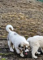 Willow, a female Great Pyrenees for sale in Richmond, IN – Photo 5 of 8