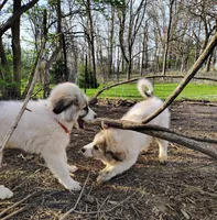 Willow, a female Great Pyrenees for sale in Richmond, IN – Photo 8 of 8