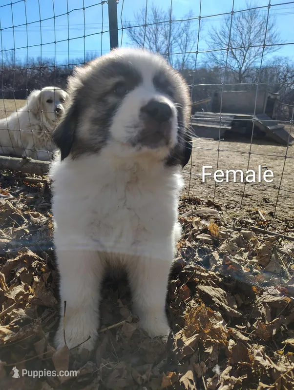 Willow, a female Great Pyrenees for sale in Richmond, IN – Photo 1 of 1