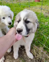 Willow, a female Great Pyrenees for sale in Richmond, IN – Photo 6 of 8