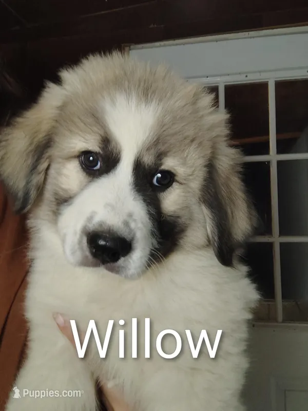 Willow – Great Pyrenees puppy for sale in Richmond, IN