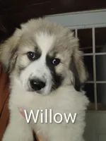 Willow, a female Great Pyrenees for sale in Richmond, IN – Photo 1 of 8