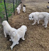 Willow, a female Great Pyrenees for sale in Richmond, IN – Photo 7 of 8