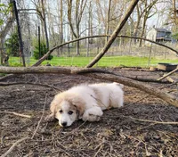 Cindy, a female Great Pyrenees for sale in Richmond, IN – Photo 6 of 8