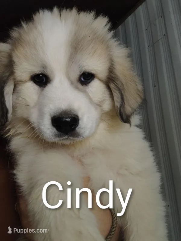 Cindy – Great Pyrenees puppy for sale in Richmond, IN