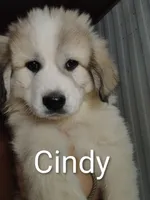 Cindy, a female Great Pyrenees for sale in Richmond, IN – Photo 1 of 8