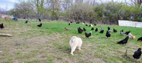 Cindy, a female Great Pyrenees for sale in Richmond, IN – Photo 4 of 8