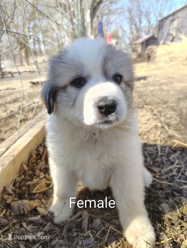 Cindy, a female Great Pyrenees for sale in Richmond, IN – Photo 1 of 1