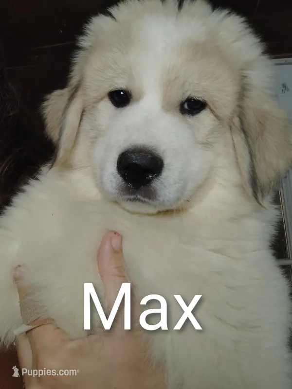 Max – Great Pyrenees puppy for sale in Richmond, IN