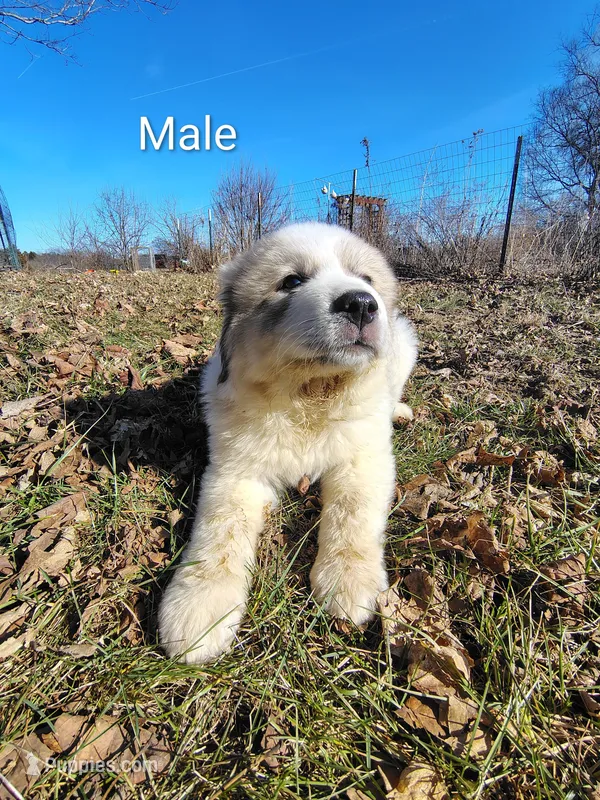 Max, a male Great Pyrenees for sale in Richmond, IN – Photo 1 of 1
