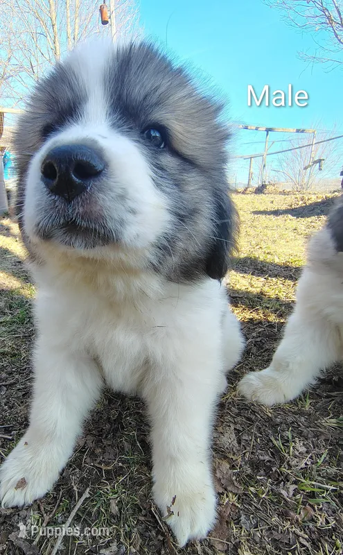 Rocky , a male Great Pyrenees for sale in Richmond, IN – Photo 1 of 1