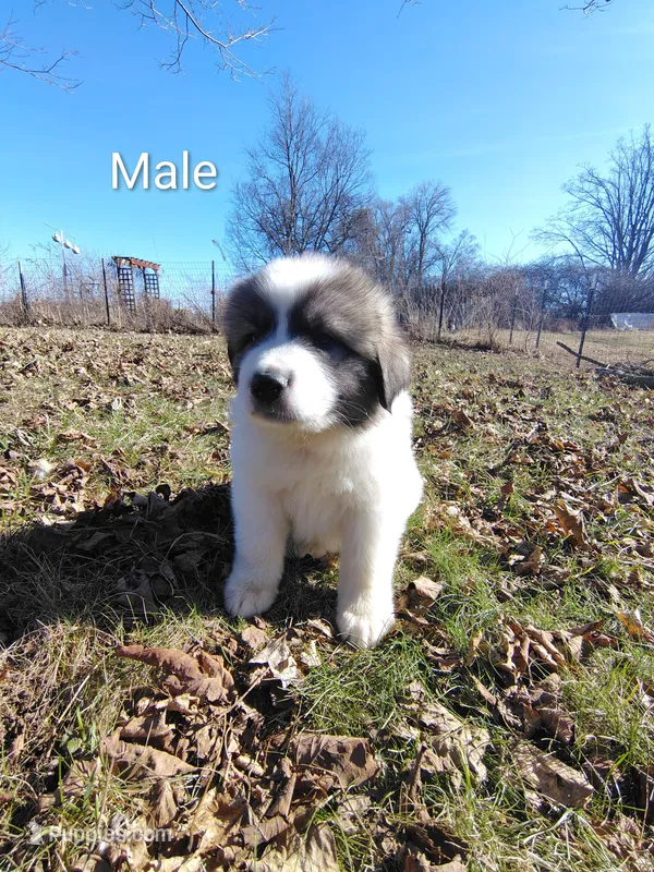 Bear , a female Great Pyrenees for sale in Richmond, IN – Photo 1 of 1
