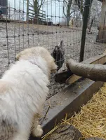Nova, a female Great Pyrenees for sale in Richmond, IN – Photo 4 of 9