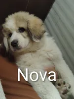 Nova, a female Great Pyrenees for sale in Richmond, IN – Photo 1 of 9