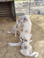 Nova, a female Great Pyrenees for sale in Richmond, IN – Photo 9 of 9