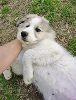 Nova, a female Great Pyrenees for sale in Richmond, IN – Photo 8 of 9