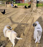 Nova, a female Great Pyrenees for sale in Richmond, IN – Photo 6 of 9