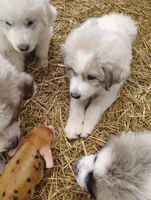 Nova, a female Great Pyrenees for sale in Richmond, IN – Photo 3 of 9