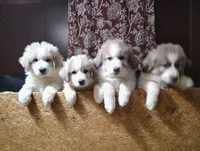 Nova, a female Great Pyrenees for sale in Richmond, IN – Photo 2 of 9