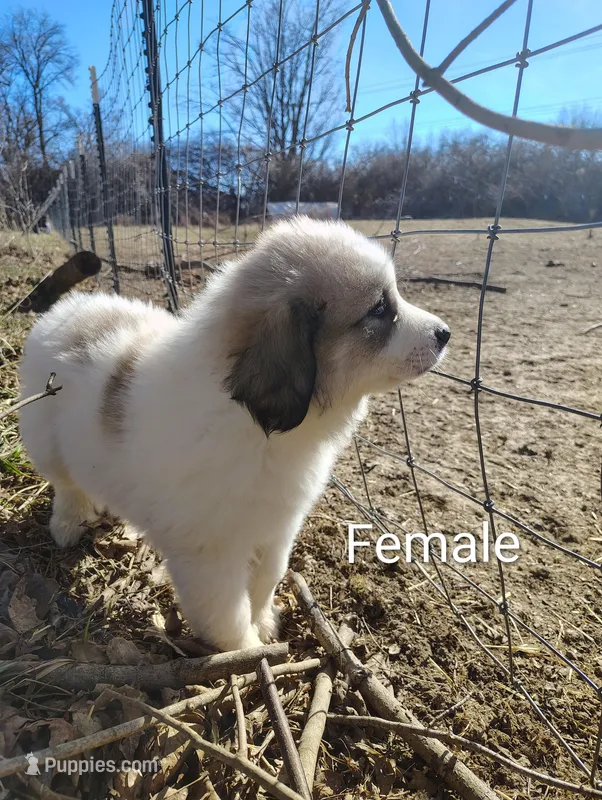 Nova, a female Great Pyrenees for sale in Richmond, IN – Photo 1 of 1