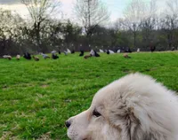 Nova, a female Great Pyrenees for sale in Richmond, IN – Photo 5 of 9