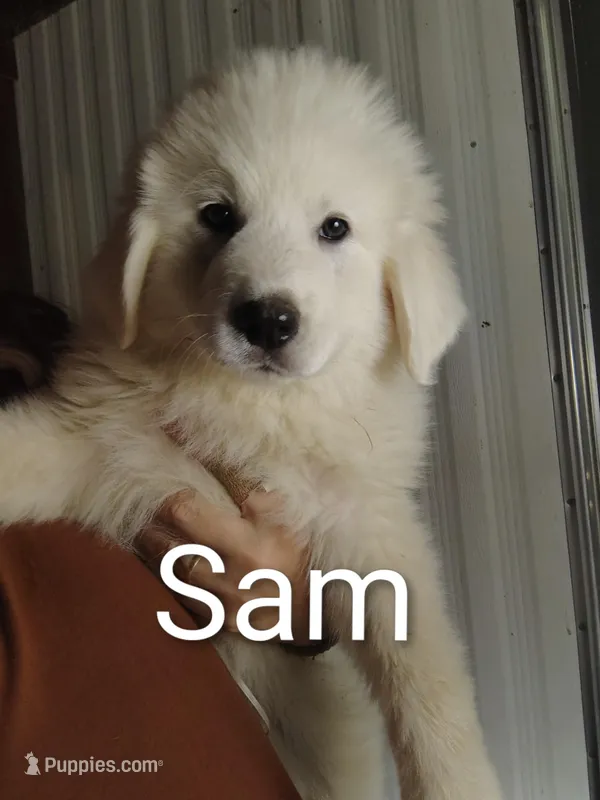 Sam – Great Pyrenees puppy for sale in Richmond, IN