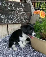 Snickers, a female Pembroke Welsh Corgi and Poodle - Toy  for sale in Sarasota, FL – 2 of 2