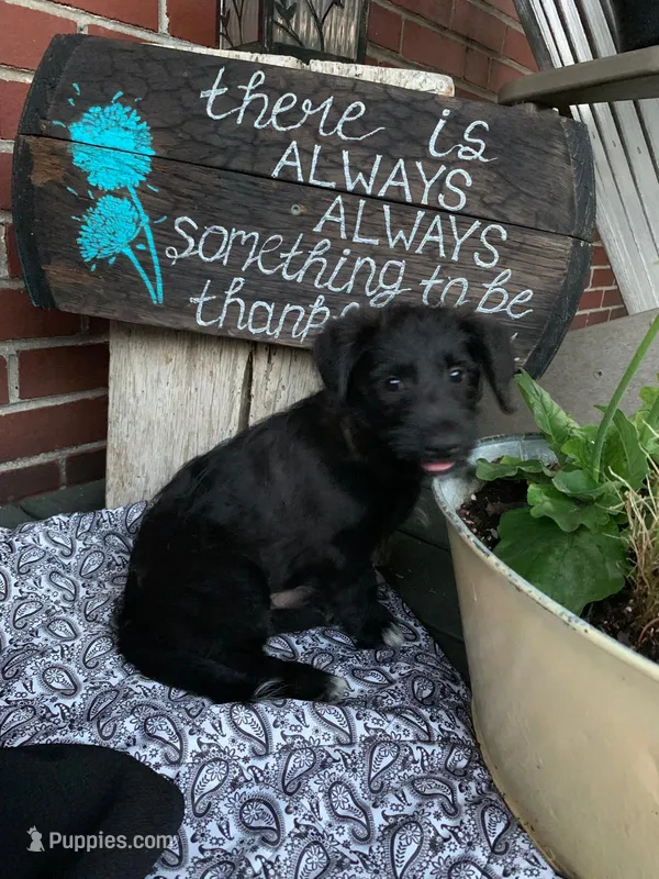 Hershey – Pembroke Welsh Corgi, Poodle - Toy  puppy for sale in Sarasota, FL