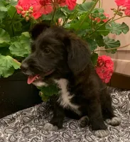 Cinnamon, a female Pembroke Welsh Corgi and Poodle - Toy  for sale in Sarasota, FL – 2 of 2