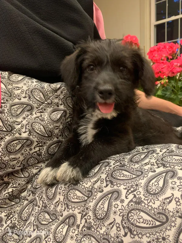 Cinnamon – Pembroke Welsh Corgi, Poodle - Toy  puppy for sale in Sarasota, FL