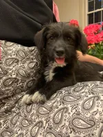 Cinnamon, a female Pembroke Welsh Corgi and Poodle - Toy  for sale in Sarasota, FL – 1 of 2